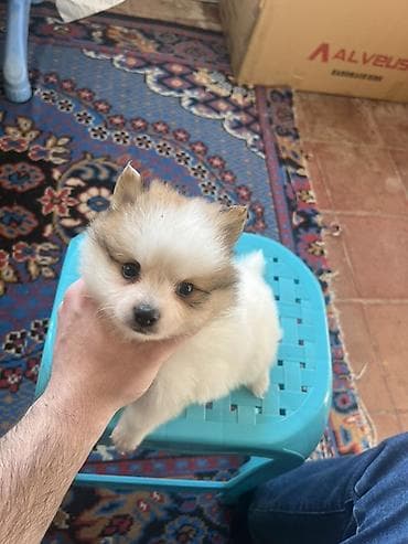 bala pitbul: Şpitz — 7