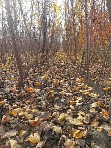 zeytun satışı: Ərik Tingləri . "Saglam Tinglər Saglam Bagçiliqin Təminatidir"🌱 Yeni — 12