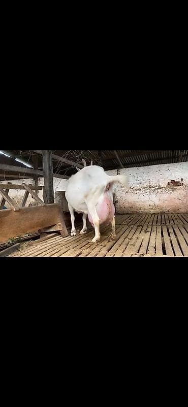 keci: Süd istiqamətli keçi və iki bala - Cins: ağ rəngli süd keçisi — 4
