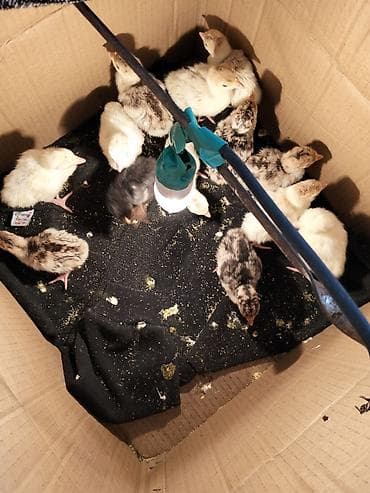 hindüşka: Hinduşka cücələri, Damazlıq — 4