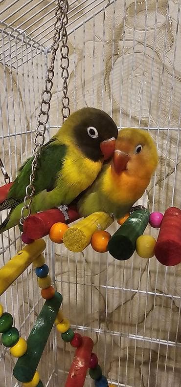 bala tutuquşu: Sevimli “Lovebird” (Ağüzük lori/Lovebird) tutuquşu - Rənglər: canlı — 6