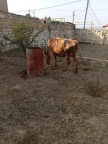 Dişi, il: 6, 260 kq, Damazlıq, Südlük