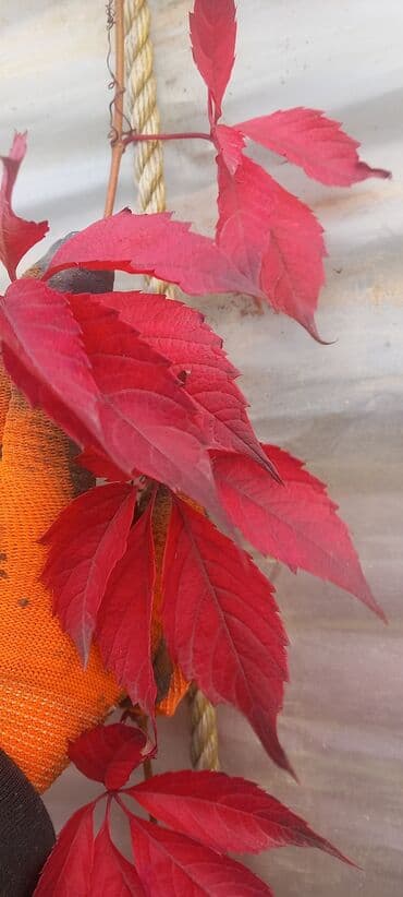 Уличные растения: Amerkan sarmaşığı. Çox sürətlə böyüyən gözəl görnümə sahib olan — 3