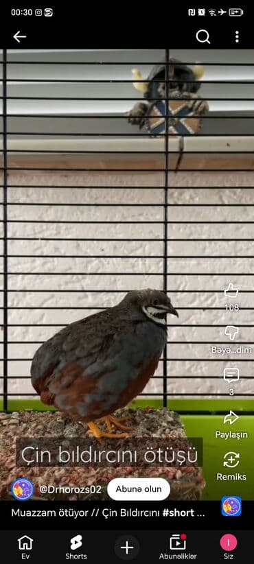 cuce qefes: Məhsul: Çin bildirçini (Coturnix chinensis – “Chinese painted quail” — 3