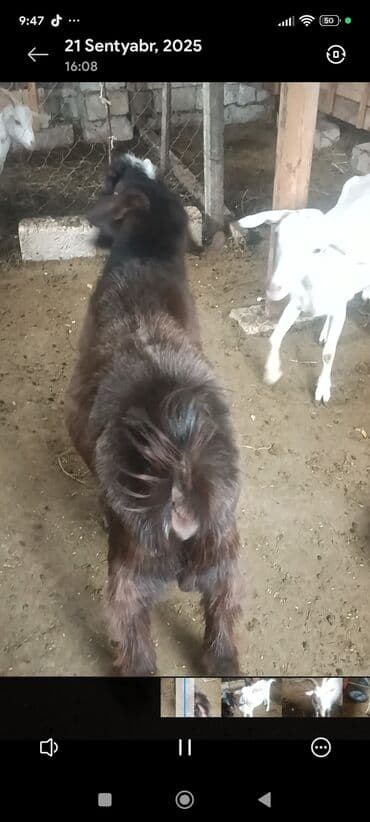 sudluk inekler: Satılır: Süd istiqamətli ağ keçilər - Şəkillərdə təsərrüfat — 9