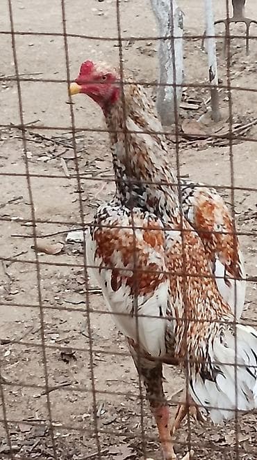 Птицы: Heyratı Pileymut yumurtaları satılır isdeyen vacapdada elaqe saxlaya — 3