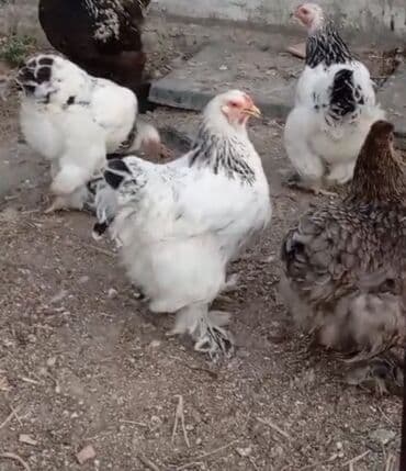 itlərə verilən adlar: Brahma cinsi toyuqlar - İri gövdəli, tüklü ayaqlı, sakit xasiyyətli — 2