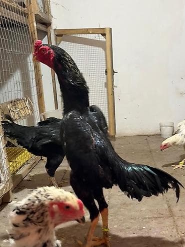 Heyvanlar üçün mallar: Tam Arjinal Oshamo Azərbaycanda çox az bu cür arjinal heyvan var real — 1