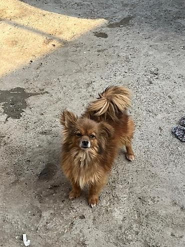 Ünvandan götürmə, Ödənişli çatdırılma lalafo.az -da Ünvandan götürmə, Ödənişli çatdırılma