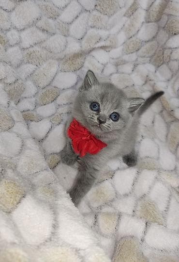 oglan it adlari: Britan, Dişi, Ünvandan götürmə, Pulsuz çatdırılma — 6