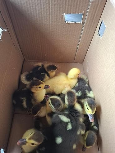 Sort ordek balari satilie 2ayliqdi .boyuk ordekde var . Yumirtada olur — 1