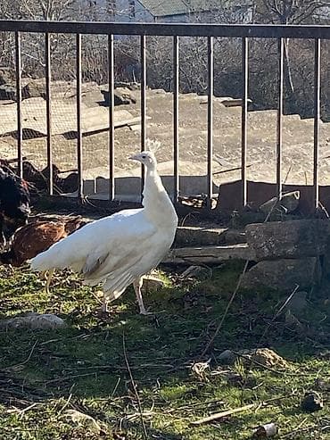 1 illikdilər fərə xoruzdu cölə örgənmiş heyvanlardı qiymət cütünə lalafo.az -da 1 illikdilər fərə xoruzdu cölə örgənmiş heyvanlardı qiymət cütünə