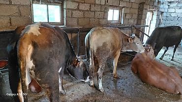 pulsuz video cat: 4 dənə bordax dana 170 kilo var — 2