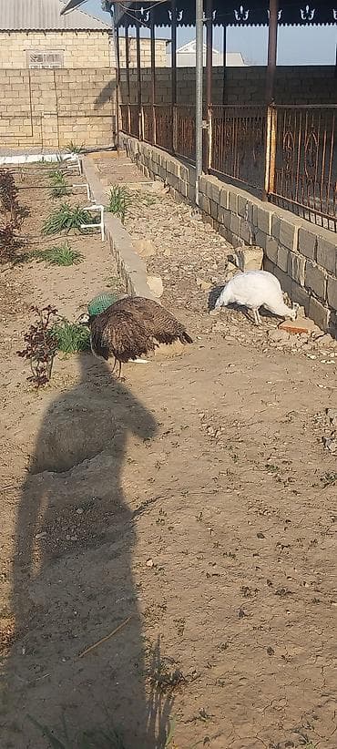 heyvanlar quşlar: Tovuz qusu 1 ilik diwi hindstan sortu — 3