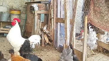 cins xoruz: Ağ rəngli xoruz aftralop arginal basi çixan ayaqlarından bilir.2 — 1