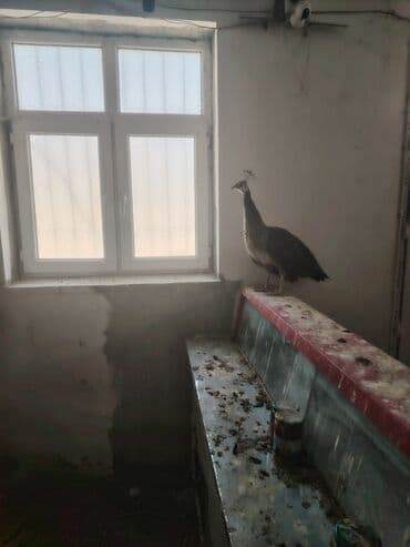 Tovuz quşdarı 1 ana 4 bala 9 aylıq