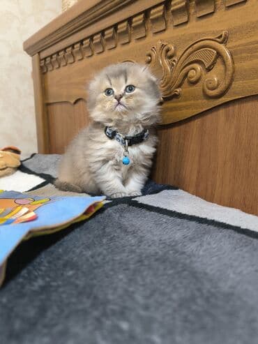 pişik itib: Britan, Erkək — 3