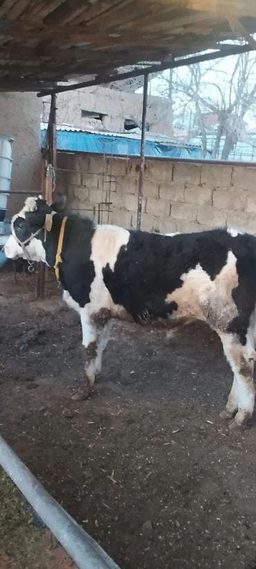 cins buzovlar: Dana, buzov — 1