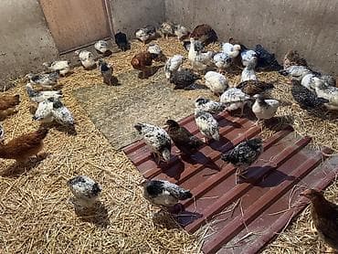 Toyuq, Ətlik, Ünvandan götürmə lalafo.az -da Toyuq, Ətlik, Ünvandan götürmə