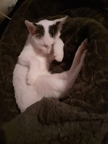 купить кролика в баку: Турецкая ангора — 2