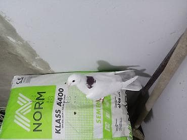 muhabbet quşu: Salam saglam quşdu ərkəydi təmiz cinsdi — 3