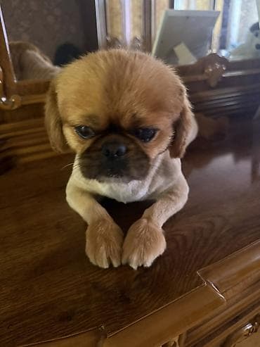 it qiz adlari: Pekines, 1 il, Erkek, Peyvəndli — 5
