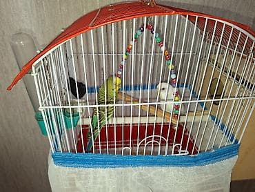 qurd satisi: Xarice gediyimiz ucun satilir baxanimiz olmqdiginanDalğalı tutuquşular — 2