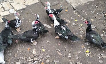 Erkək, | Lal ördək, Ətlik