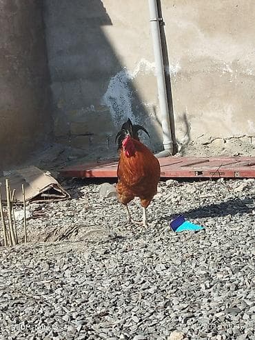 en ucuz at: Salam 10 aylıq sağlam kənd xoruzudur. Həyətdə başqa xoruzlarla yola — 2