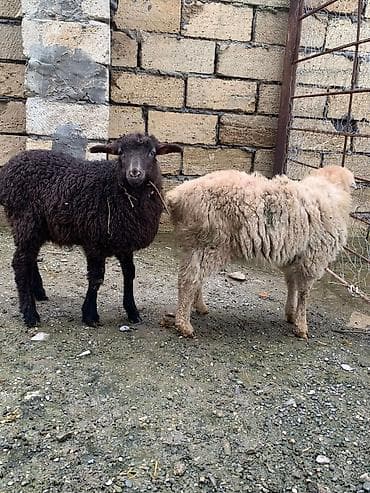 diri quzu: Məhsul: Qoyun quzuları (2 ədəd) Təsvir: - Şəkillərdə iki quzu təqdim — 1