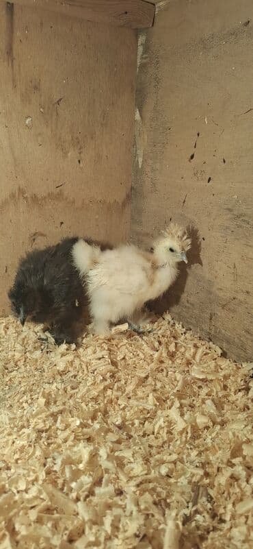 Inəklər, öküzlər: Toyuq cücələri, Damazlıq — 2