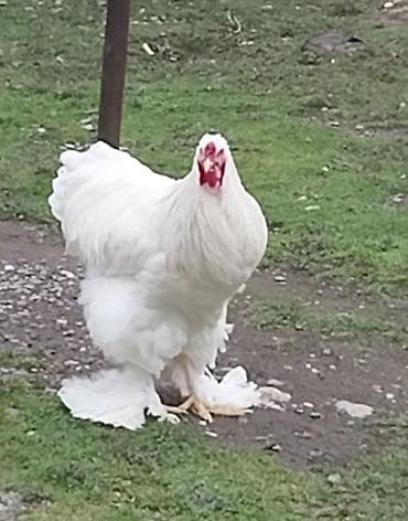 qus bazari bakida: Tek xoruzdu.real alici yazsin.vatsap var — 3