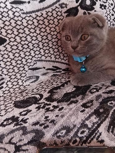 pişiklər bala: Şotland — 9