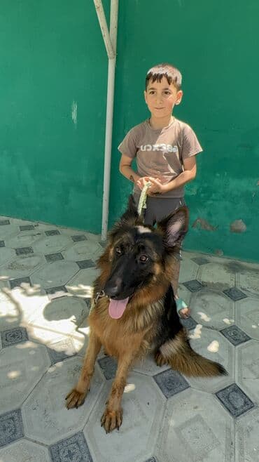 iti qovan: Alman çoban iti, 1 il, Dişi, Peyvəndli — 8