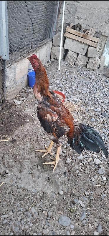 Heyvanlar: Heyratı xoruzu 11 aylıq dı — 2