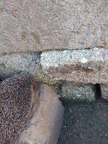 dovşan yemi: Kirpi – bağ üçün zərərvericilərə qarşı təbii “mühafizəçi” - Gecə — 1