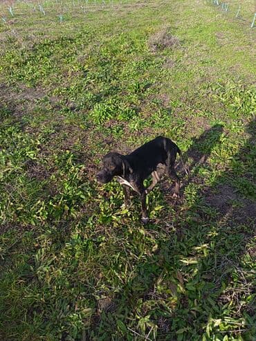 Kasalar: Dişi — 4