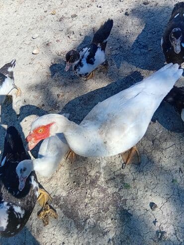 ordək balası və cucə: Toyuq, Orpington, Damazlıq, Ödənişli çatdırılma — 2