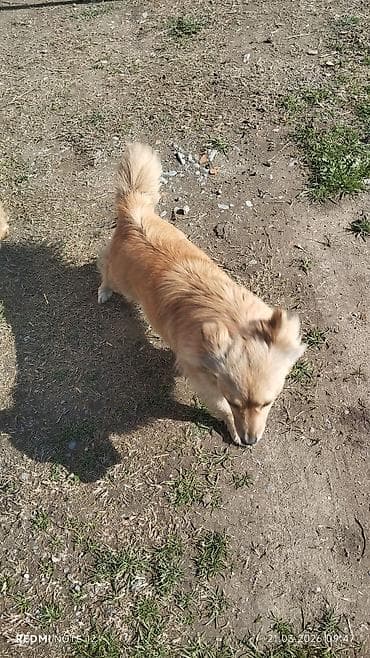 6 ay, Dişi, Peyvəndli lalafo.az -da 6 ay, Dişi, Peyvəndli