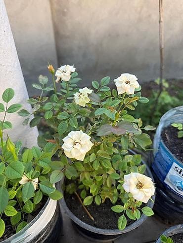 monstera bitkisi: Qabda mini qızılgül kolları - Rənglər: ağ və qırmızı sortlar - — 3