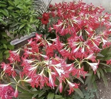 Amarlis soganlari 3m