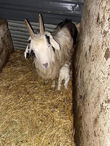 keci: Tek balali keci 3 cu qarina unvan mehdiabad qesebesi — 4