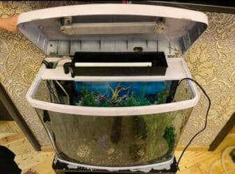 Gəmiricilər: Akvarium ideal vəziyyətdə — 5