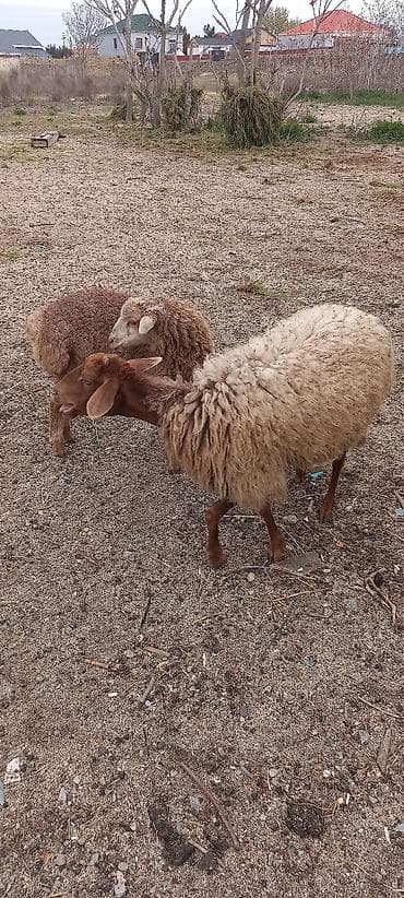 at və eşşəyin cütləşməsi: Dişi, il: 1, 60 kq, Damazlıq, Ünvandan götürmə — 3