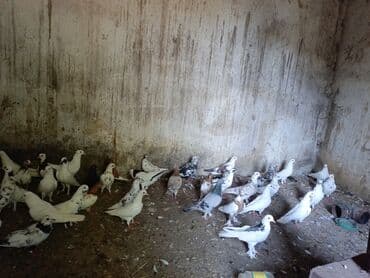 ineklerin satisi: 3 azn dən 20 azn ə kimi quş hamsı satılır ünvan bərdə boş bekar — 3