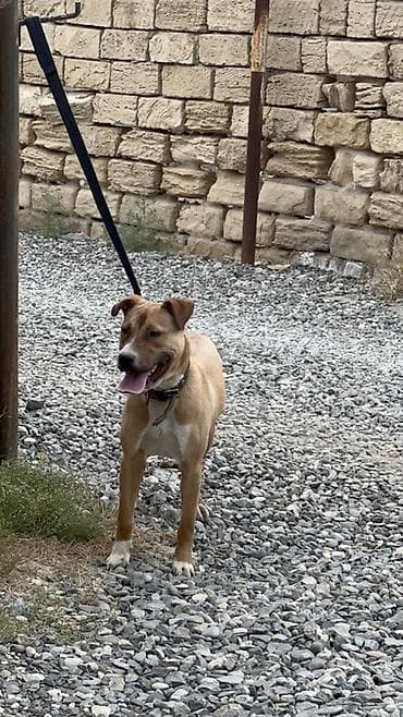 pitbul erkek: Pitbul, 8 ay, Erkek, Ünvandan götürmə — 1