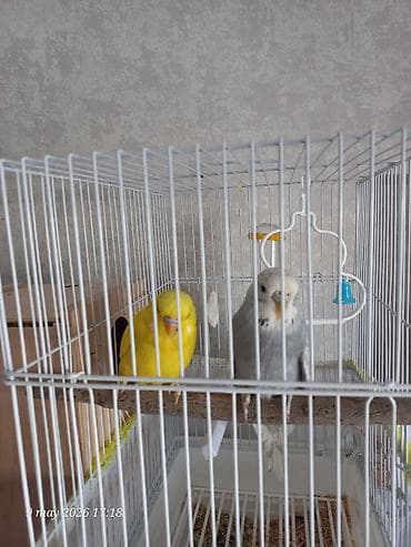 TƏCİLİ SATILIR. Biri erkək biri dişidi hələ balası olmayıb təxmini