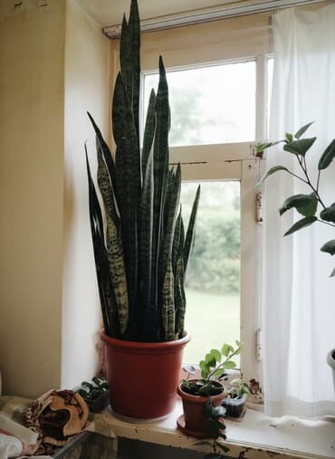 dibcek gulu: 1,20 metr gül, sanserveriya, yaxsi — 1