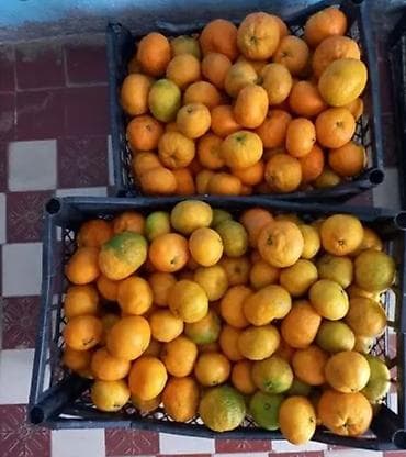 xurustal qab: Məhsul: Mandarin (sitrus) Təsvir: - Qara plastik yeşiklərdə toplu — 1