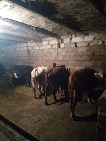 Bıçaqlar: Satışda: dana və buzovlar 3 dişi 1 erkək dana satılır. Qiymət son — 1